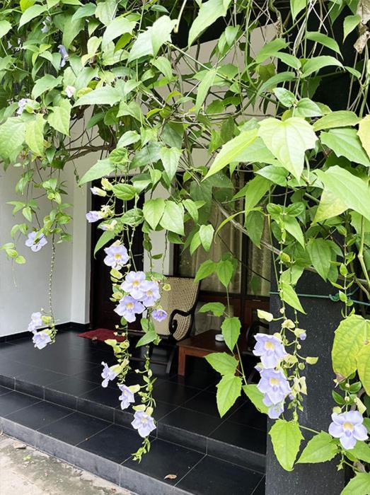 Dambulla Rock Arch Bed and Breakfast Εξωτερικό φωτογραφία