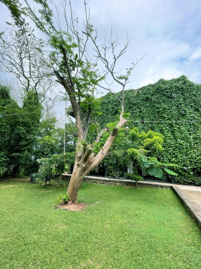 Dambulla Rock Arch Bed and Breakfast Εξωτερικό φωτογραφία
