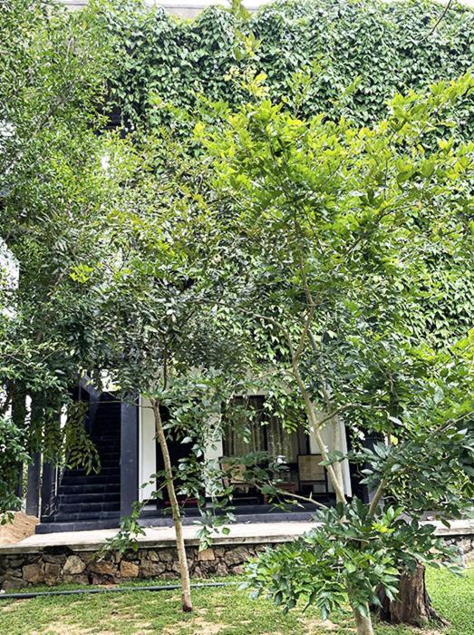 Dambulla Rock Arch Bed and Breakfast Εξωτερικό φωτογραφία
